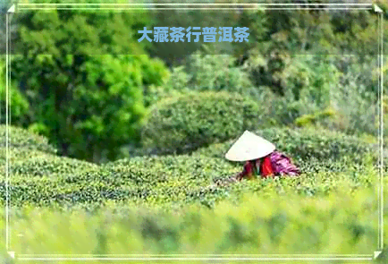 大藏茶行普洱茶