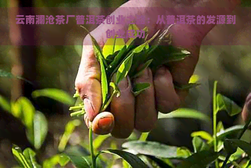 云南澜沧茶厂普洱茶创业之路：从普洱茶的发源到创业成功