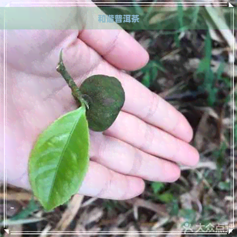 和谐普洱茶