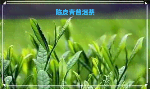 陈皮青普洱茶