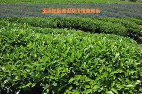 玉溪地区普洱茶价格查询表