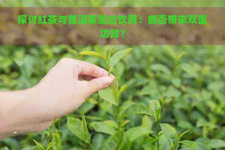 探讨红茶与普洱茶混合饮用：能否带来双重功效？