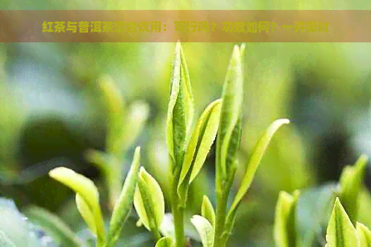 红茶与普洱茶混合饮用：可行吗？功效如何？一并探讨