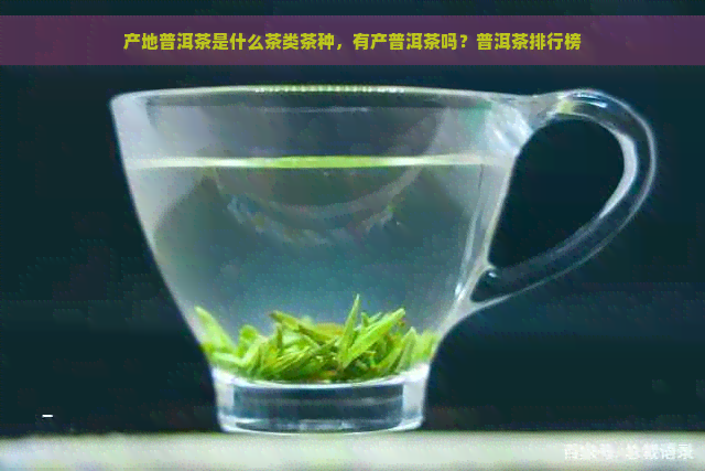 产地普洱茶是什么茶类茶种，有产普洱茶吗？普洱茶排行榜