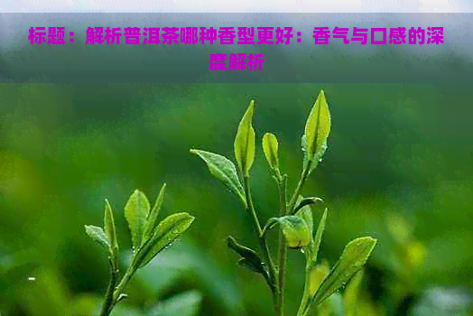 标题：解析普洱茶哪种香型更好：香气与口感的深度解析