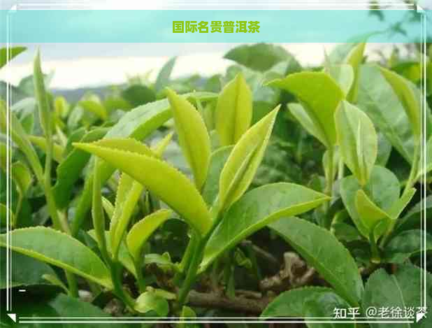 国际名贵普洱茶