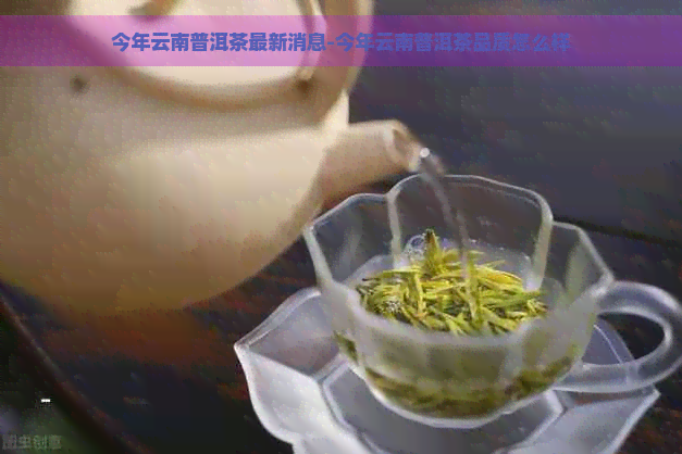 今年云南普洱茶最新消息-今年云南普洱茶品质怎么样