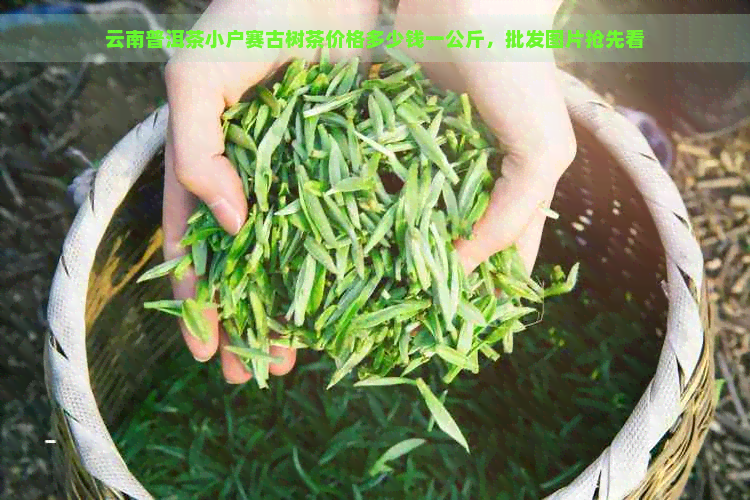 云南普洱茶小户赛古树茶价格多少钱一公斤，批发图片抢先看