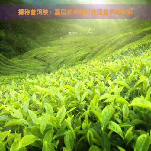 揭秘普洱茶：基层茶农如何处理普洱茶树根