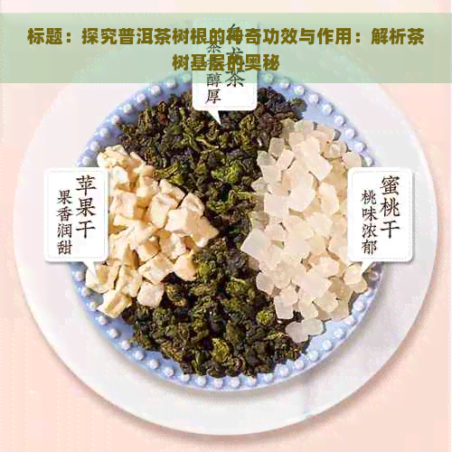 标题：探究普洱茶树根的神奇功效与作用：解析茶树基层的奥秘