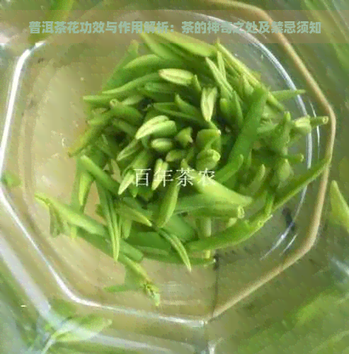 普洱茶花功效与作用解析：茶的神奇之处及禁忌须知