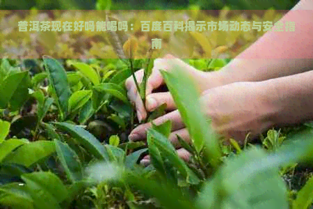 普洱茶现在好吗能喝吗：百度百科揭示市场动态与安全指南