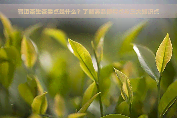 普洱茶生茶卖点是什么？了解其品质特点与三大知识点