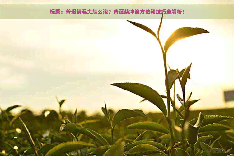 标题：普洱茶毛尖怎么泡？普洱茶冲泡方法和技巧全解析！