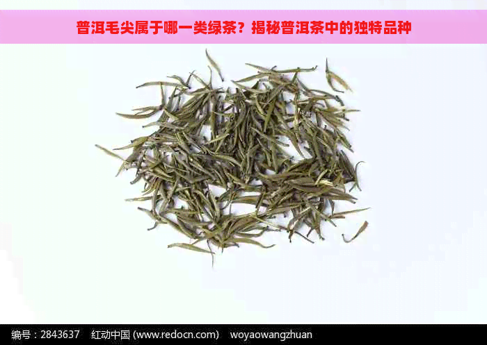 普洱毛尖属于哪一类绿茶？揭秘普洱茶中的独特品种