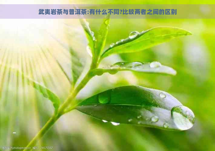 武夷岩茶与普洱茶:有什么不同?比较两者之间的区别