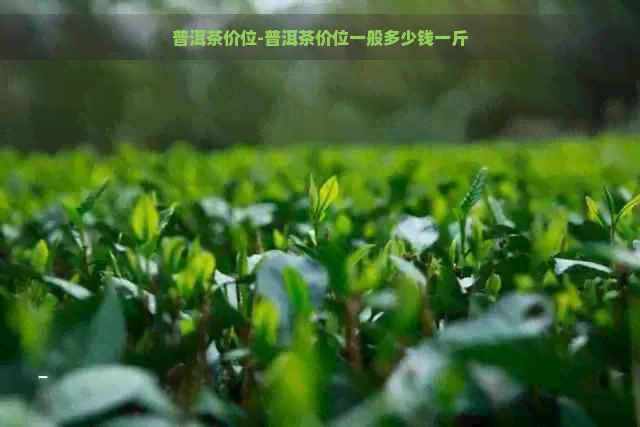 普洱茶价位-普洱茶价位一般多少钱一斤