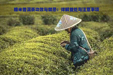 糯米普洱茶功效与禁忌：详解益处与注意事项