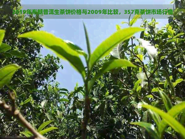 2019年布朗普洱生茶饼价格与2009年比较，357克茶饼市场行情