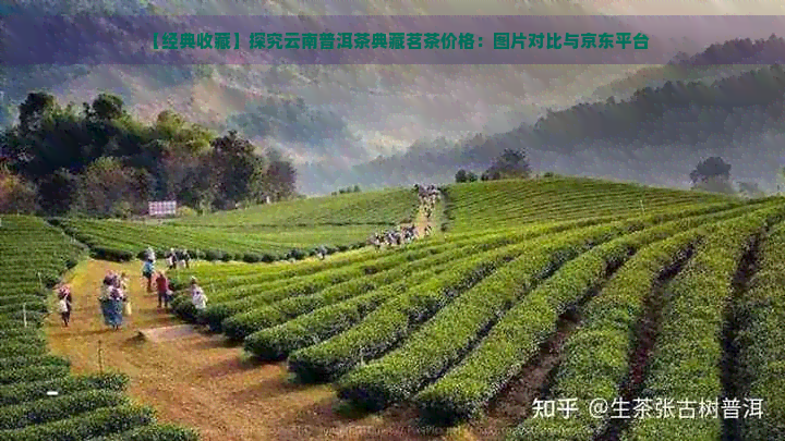 【经典收藏】探究云南普洱茶典藏茗茶价格：图片对比与京东平台