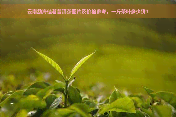 云南勐海佳茗普洱茶图片及价格参考，一斤茶叶多少钱？