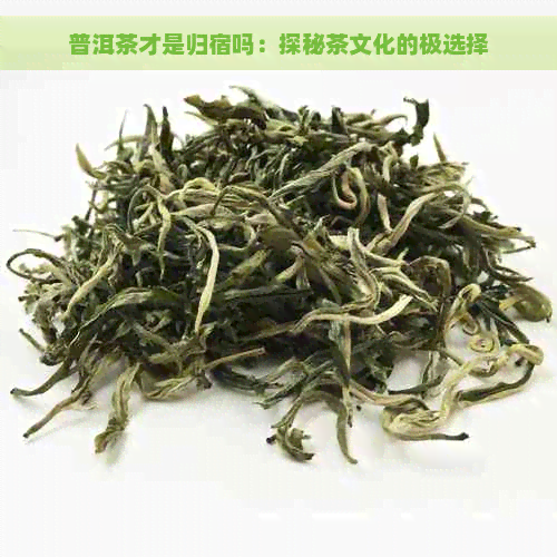 普洱茶才是归宿吗：探秘茶文化的极选择