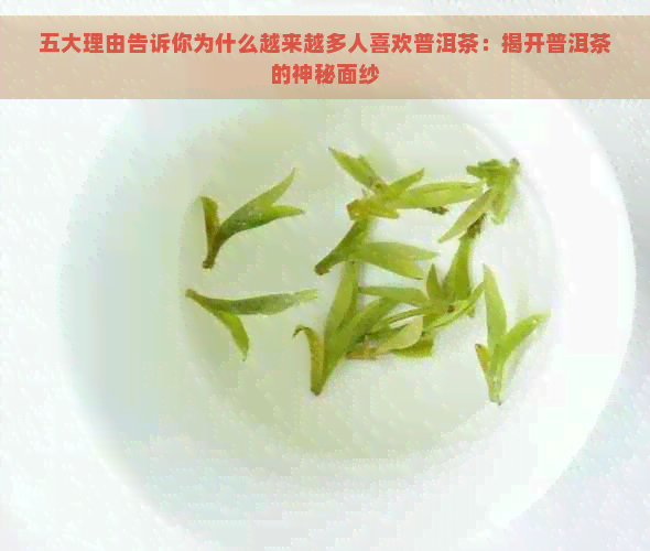 五大理由告诉你为什么越来越多人喜欢普洱茶：揭开普洱茶的神秘面纱