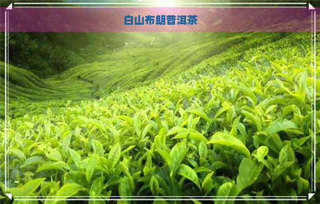 白山布朗普洱茶