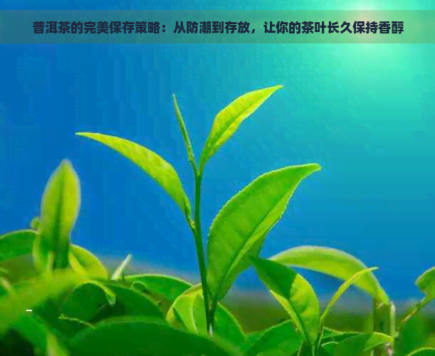 普洱茶的完美保存策略：从防潮到存放，让你的茶叶长久保持香醇