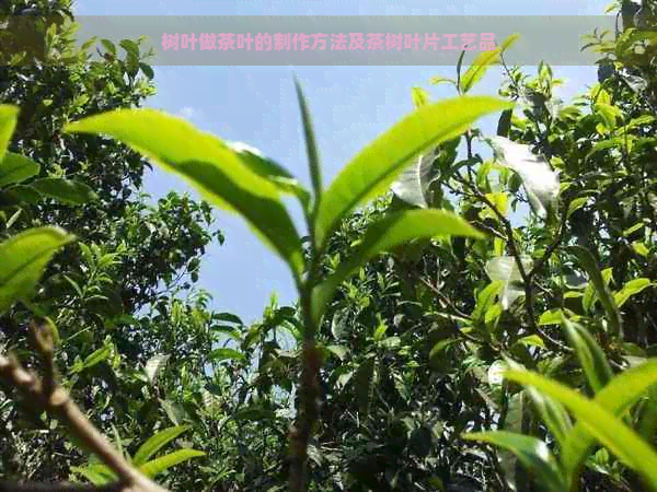 树叶做茶叶的制作方法及茶树叶片工艺品