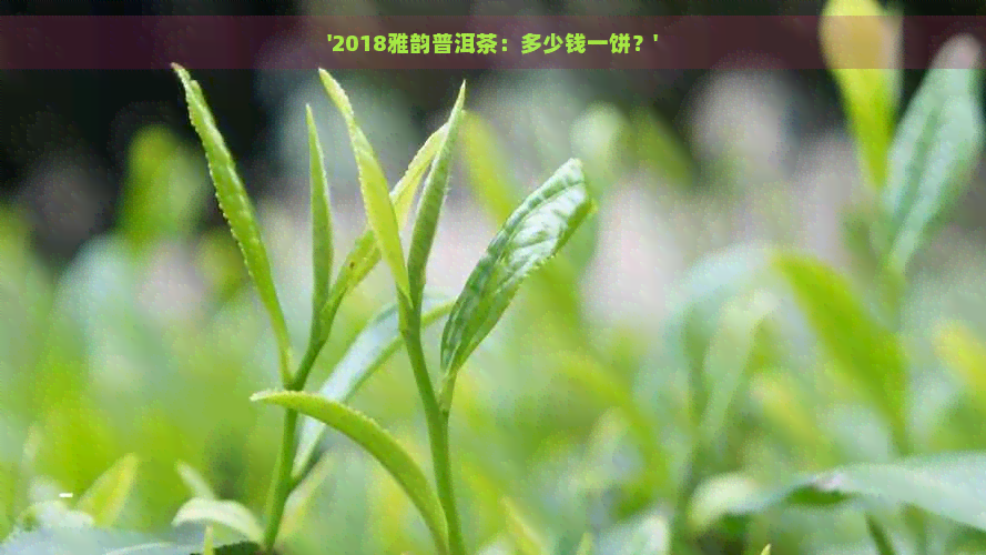 '2018雅韵普洱茶：多少钱一饼？'