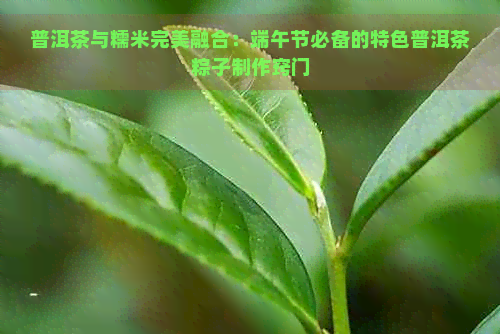 普洱茶与糯米完美融合：端午节必备的特色普洱茶粽子制作窍门