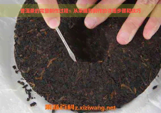 普洱茶的完整制作过程：从采摘到制作的详细步骤和技巧