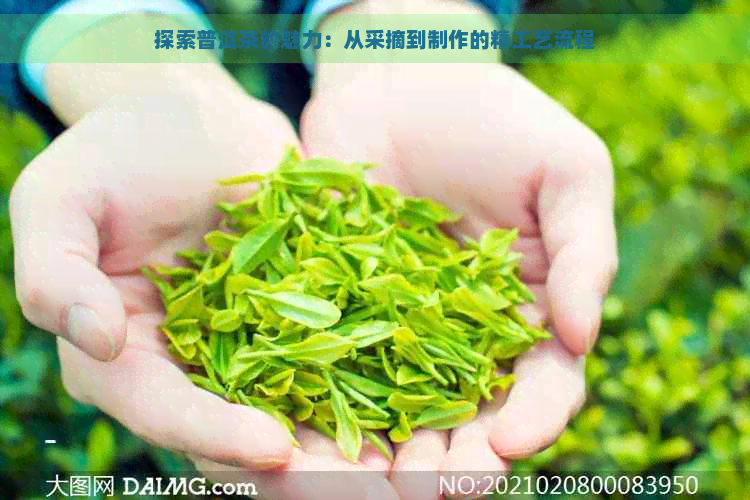 探索普洱茶的魅力：从采摘到制作的精工艺流程