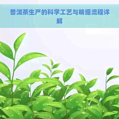 普洱茶生产的科学工艺与精细流程详解