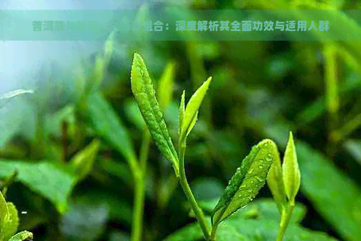 普洱茶与蜂蜜水的奇妙组合：深度解析其全面功效与适用人群