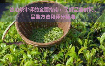 普洱茶审评的全面指南：了解品尝时间、品鉴方法和评分标准