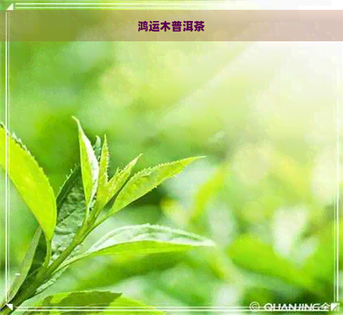 鸿运木普洱茶