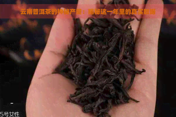 云南普洱茶的神秘产量：揭秘这一年里的真实数据