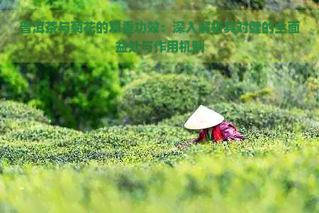 普洱茶与菊花的双重功效：深入解析其对健的全面益处与作用机制