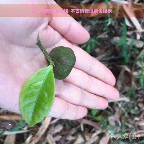 木古树普洱茶价格-木古树普洱茶价格表