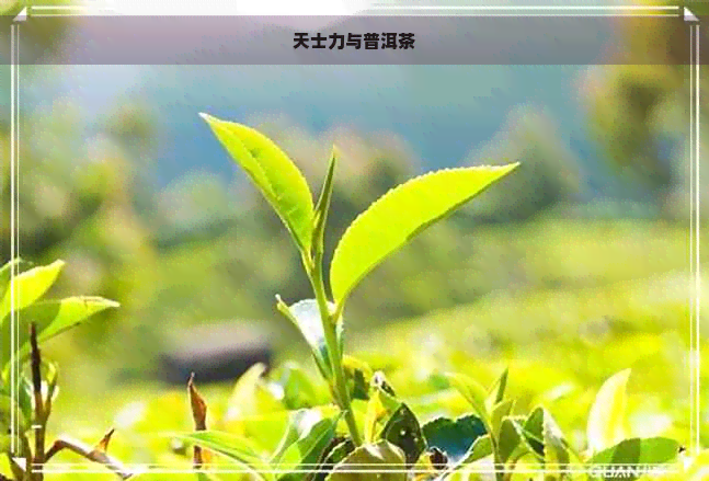 天士力与普洱茶