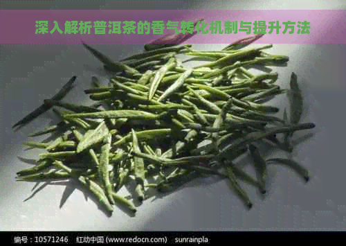 深入解析普洱茶的香气转化机制与提升方法