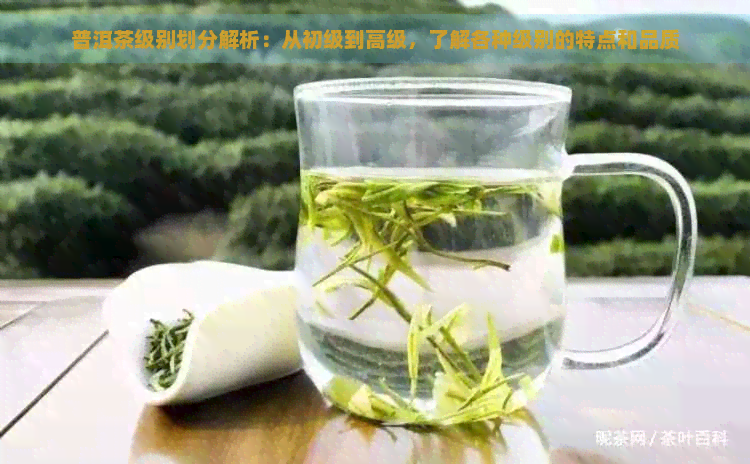 普洱茶级别划分解析：从初级到高级，了解各种级别的特点和品质