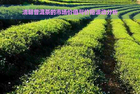 清朝普洱茶的市场价值与价格波动分析