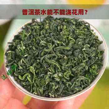 普洱茶水能不能浇花用？