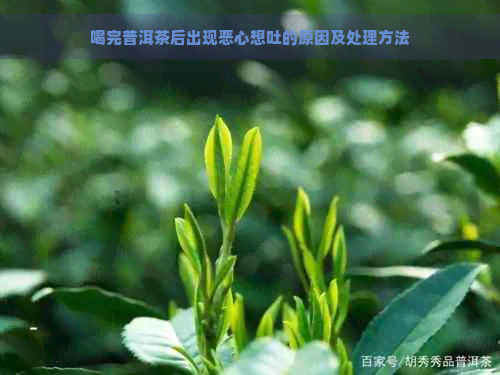 喝完普洱茶后出现恶心想吐的原因及处理方法