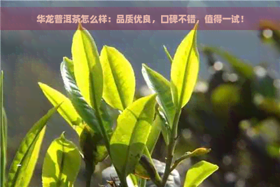 华龙普洱茶怎么样：品质优良，口碑不错，值得一试！