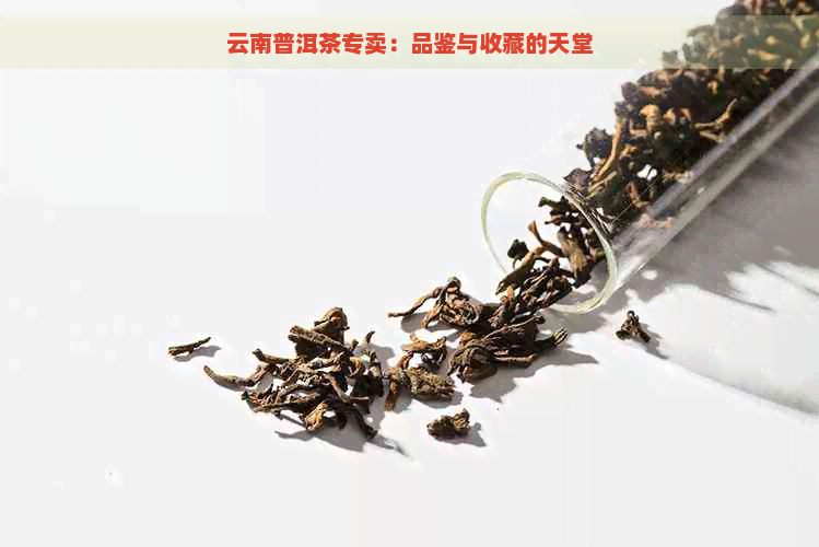 云南普洱茶专卖：品鉴与收藏的天堂