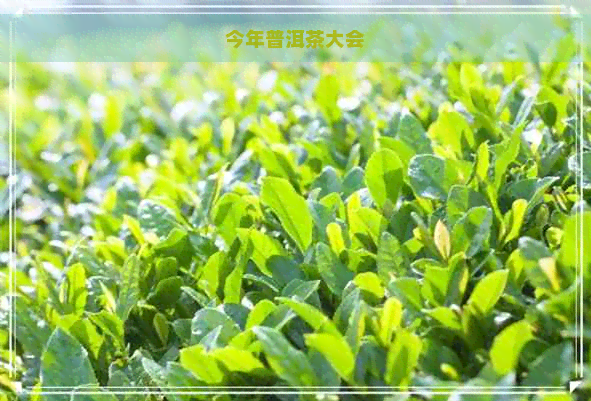 今年普洱茶大会